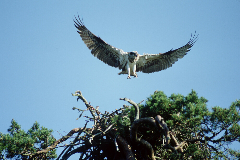 <b>FISKEØRN:</b> En av mange fuglearter du kan forvente å se i Nordre Øyeren naturreservat.