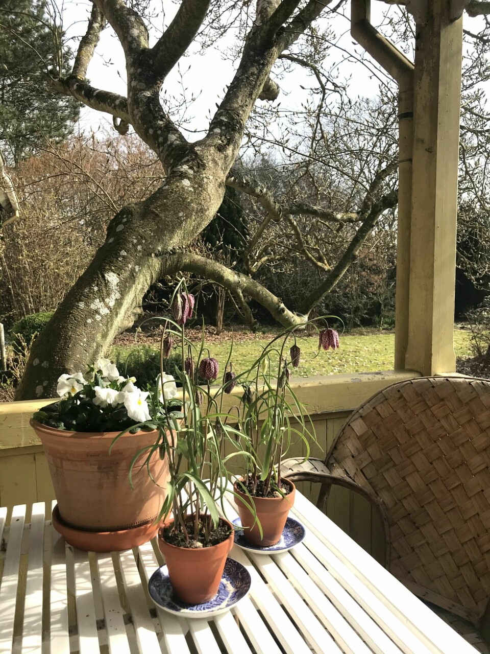 Hos Marianne står ruteliljer sammen med stemorsblomster på verandaen. Magnoliatreet i bakgrunnen blomstrer også snart.