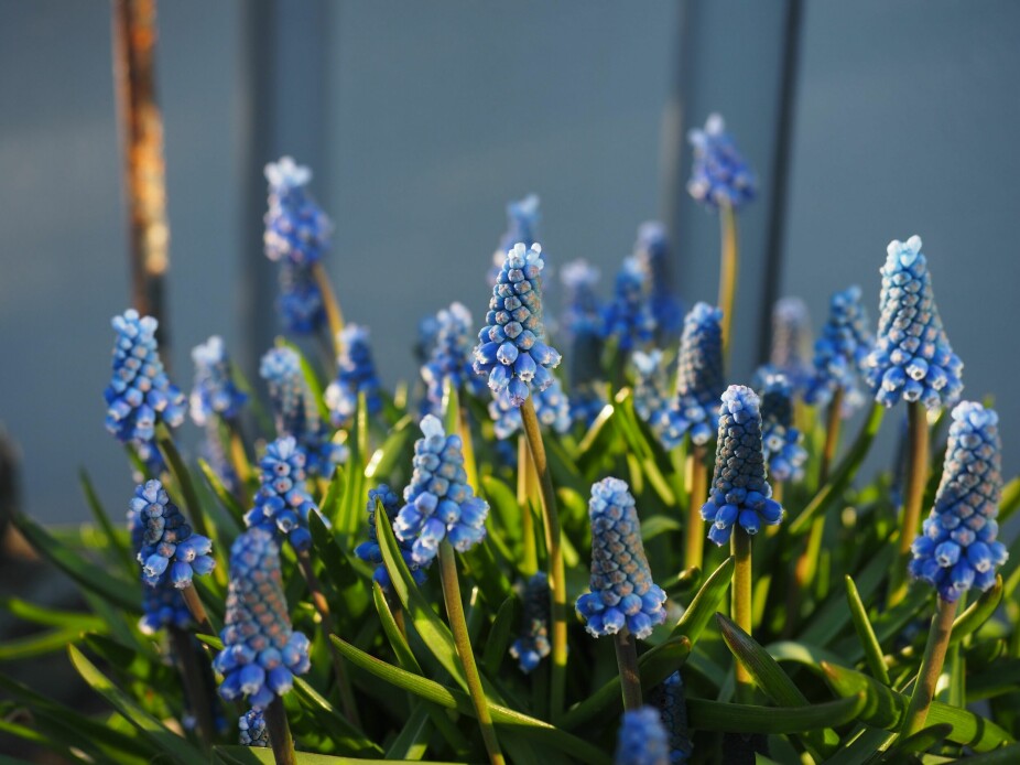 I solveggen hos Espen står en krukke med frodige perleblomster og vitner om at våren er i anmarsj. 