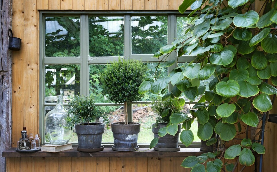 Veggene i oransjeriet dekkes av grønn skjønnhet siden plantene vokser oppover mot lyset i taket. Her rammes vinduet inn av en kiwiplante.