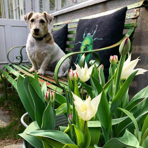 Her er beviset på at tulipaner gjerne også strutter i potte. Bare husk å sette dem under tak om vinteren!