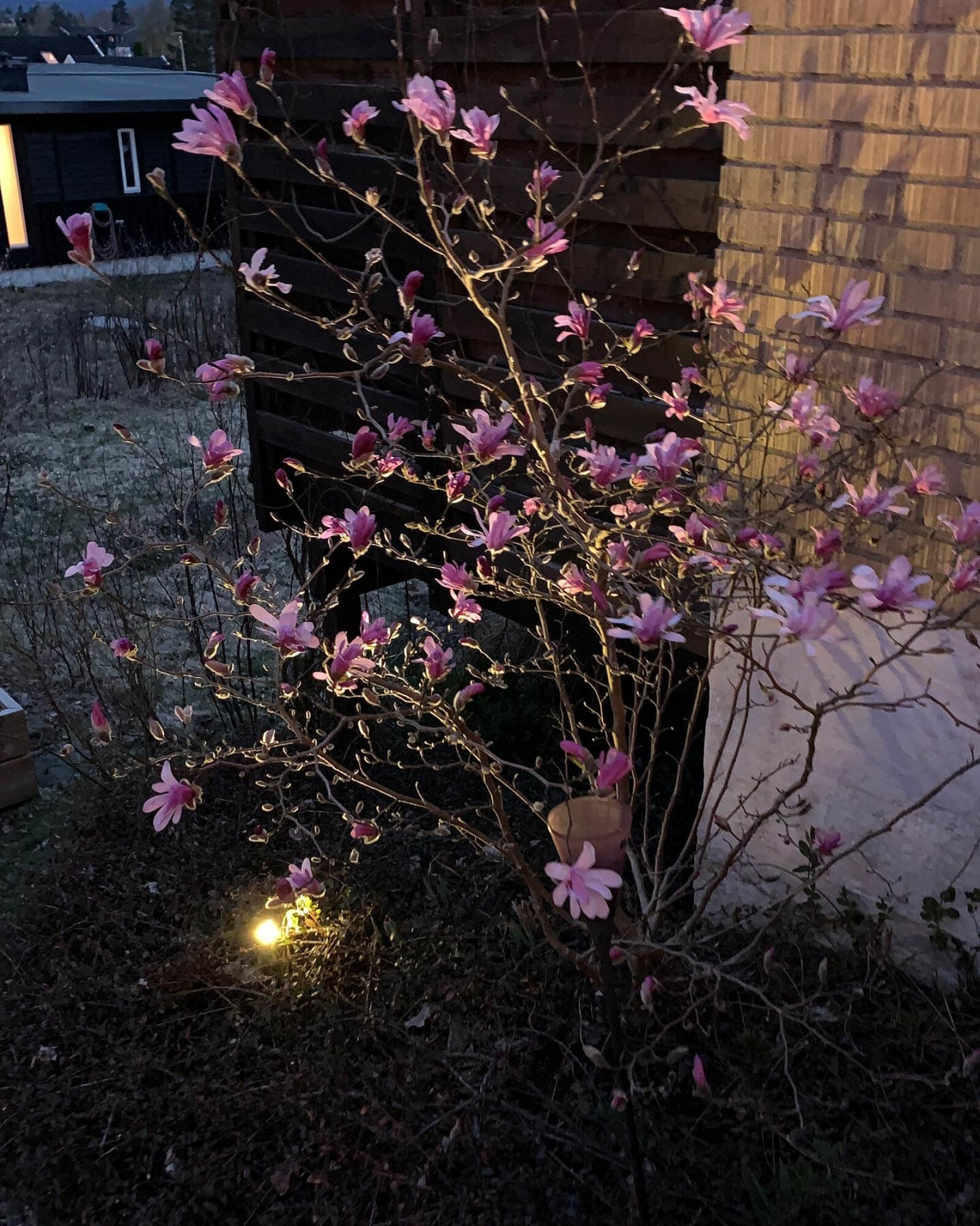 Skjønnheten til blomstene på magnoliaen av sorten 'Susan' får et nytt uttrykk i skumringen ved at planten lyses opp nedenifra med en lampe på 2 watt.