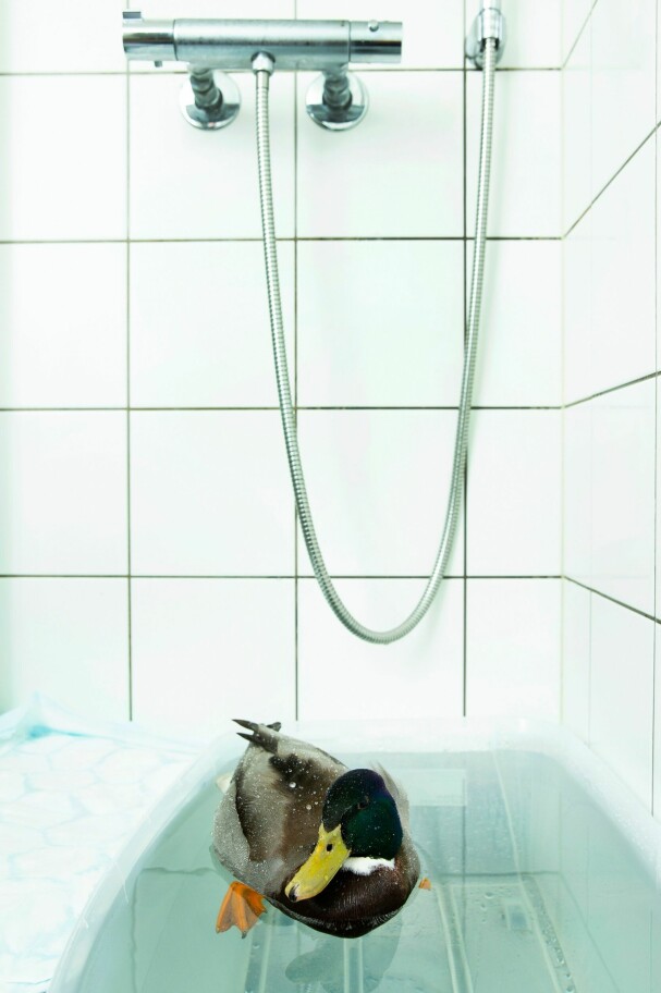 <b>      FUGLEADVOKATENE:</b> Som frivillig i organisasjonen «Fugleadvokatene», har Heidi også tatt inn den skadde stokkanden Logan. Han har fått plass på badet hjemme hos samboerparet i Oslo.