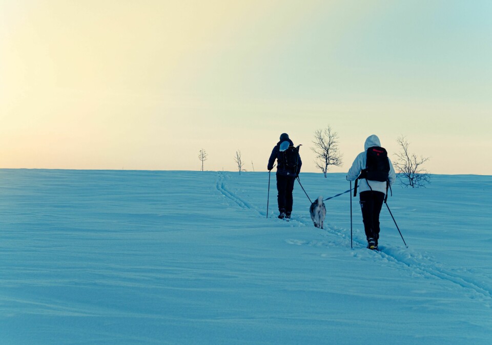 HUND: Ski er også ypperlig for å aktivisere hunden. Og det trenger ikke å være en trekk- eller polarhund. (Foto: NTB Scanpix)
