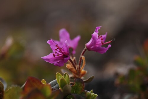 <b>SJELDEN:</b> Lapprosa er en sjelden plante som vokser i Rohkunborri.