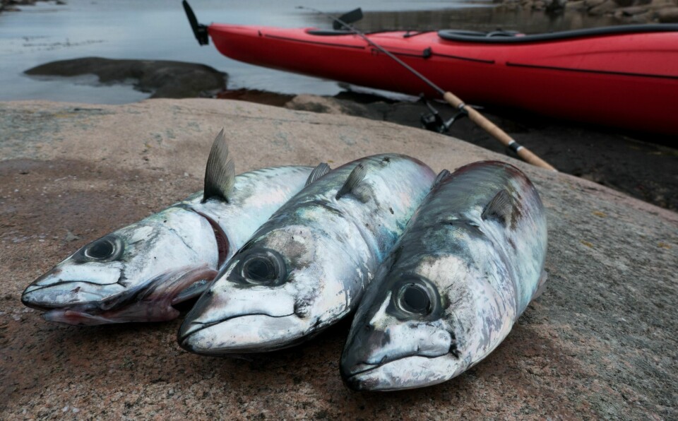 MAKRELL: Makrellstimene jager mellom skjær og holmer, og treffer du på stimen kan det være fort gjort å sikre middagen.