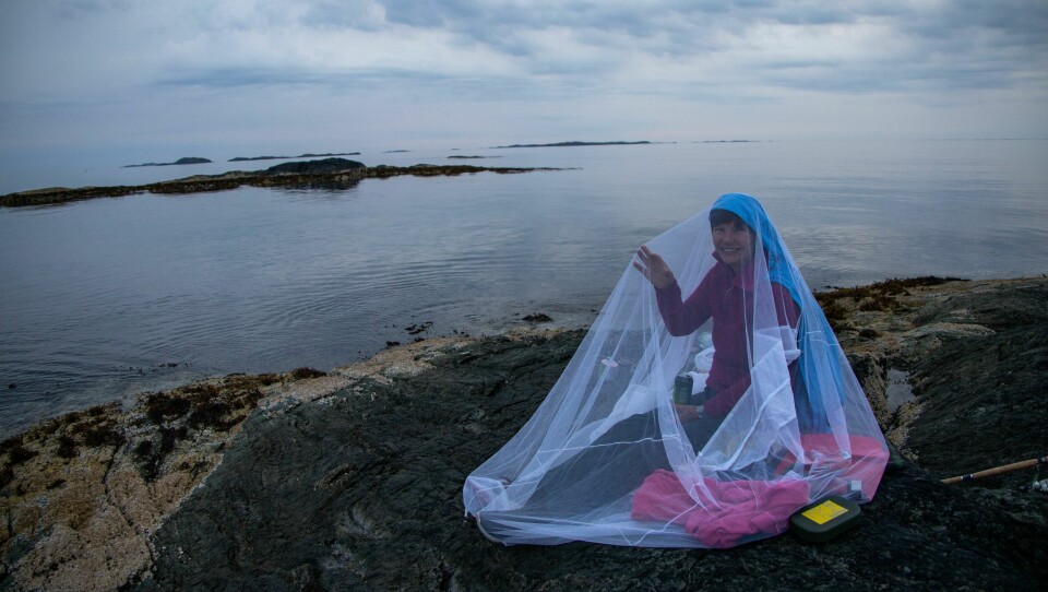 HAVKNOTT: Helt vindstille, varmt og litt fuktig = knott, selv på en holme helt ute i havgapet. Da er det godt å kunne krype inn i myggnettingen, til en liten bris sørger for at plageåndene forsvinner.