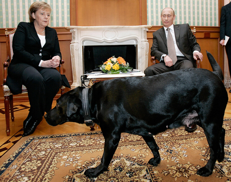 <b>TROLLING:</b> Da bundeskanzler Angela Merkel kom på offisielt besøk til Moskva i 2007, slapp Vladimir Putin hunden sin løs i møterommet, vel vitende om at Merkel var livredd hunder etter å ha blitt bitt som barn. Likevel jobbet Merkel intensivt for å rydde veien for russisk gass til Tyskland.