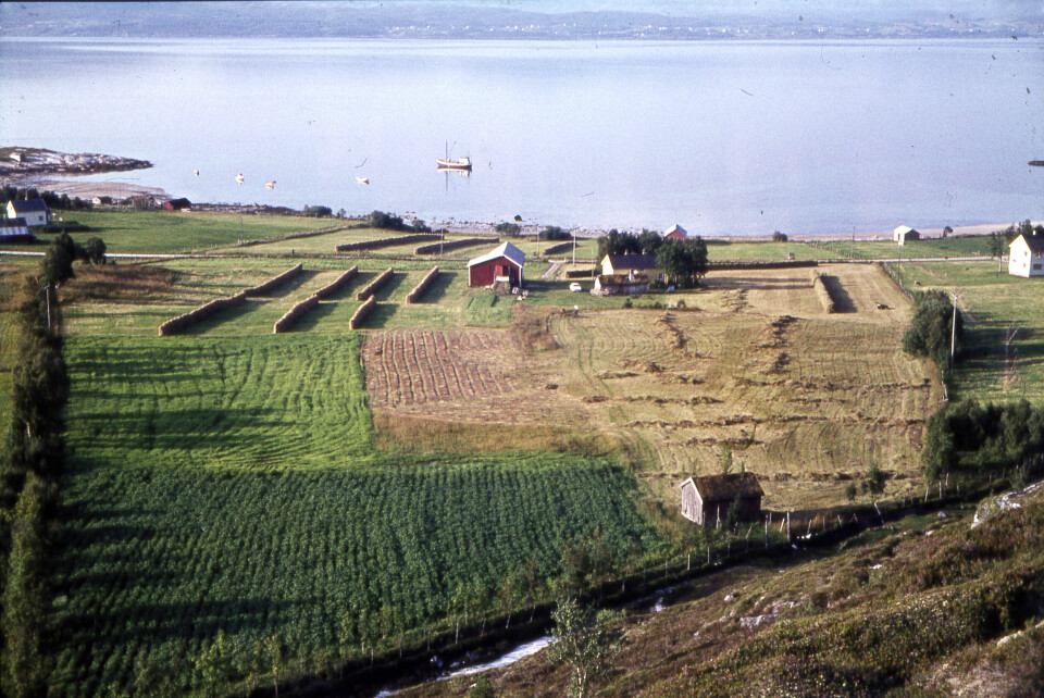 HJEMSTAVN: Paul Hellevik kjøpte eiendommen i Hellevika ved Saltfjorden i 1909, og bygde med årene opp en tilværelse rundt gårdsdrift, klippfiskproduksjon og fraktefart. Gården er fortsatt i familiens eie i dag. Bildet er fra slutten av 1960-tallet.