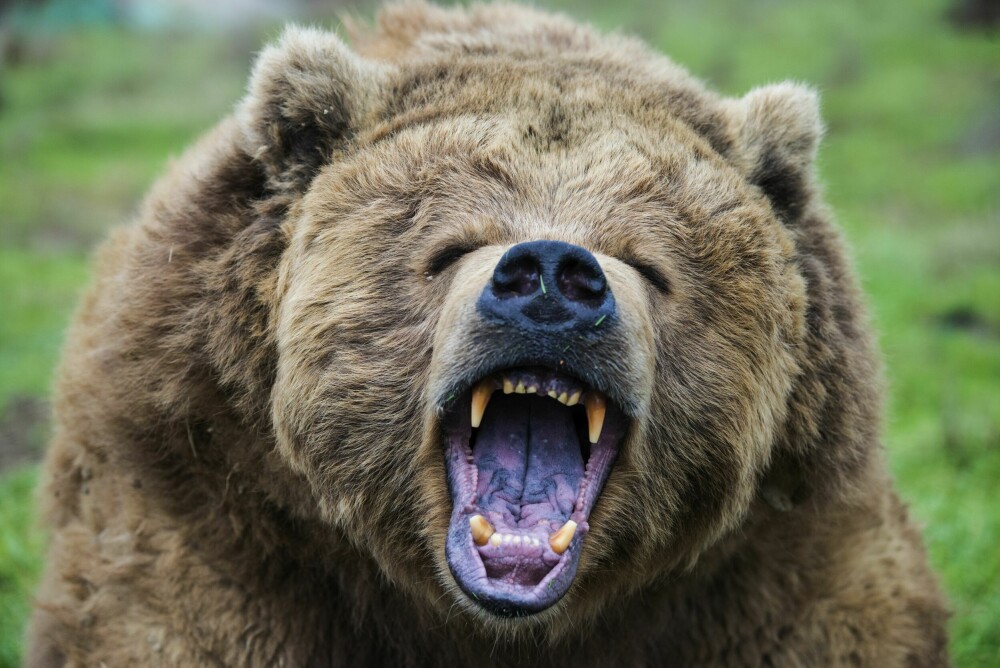 <b>BARE MAN TRÅR VARLIG: </b>Et menneske er ganske så forsvarsløst dersom en grizzly angriper. Den kan løpe i over 50 km/t og har voldsomme krefter. Det fikk parkvokteren Todd Orr smertelig erfare.