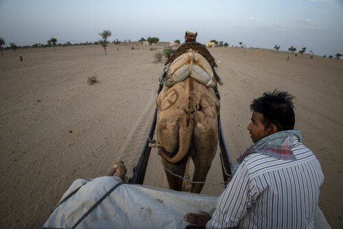 <b>FREDFULLT ARBEID:</b> Bauallal humper ut i ørkenen på sin vogn, trukket av hans syv år gamle kamel.