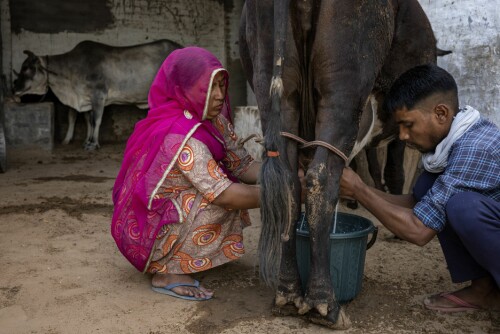 <b>MINDRE MELK:</b> På grunn av tørken er det mindre mat til kveg, som igjen gir mindre melk til menneskene. Noen velger å ha kveget hjemme og fôre det selv. Men i India er det svært vanlig at kveget går fritt og gresser, så samles de inn på morgenen eller kvelden for melking.
