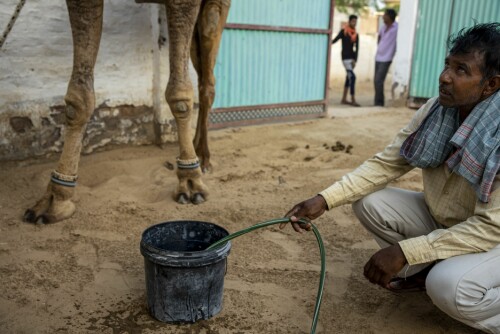 <b>DRIKKER MYE:</b> Kamelen til Bauallal, som faktisk ikke har et navn, drikker tre bøtter vann straks den er hjemme etter jobb i ørkenen.
