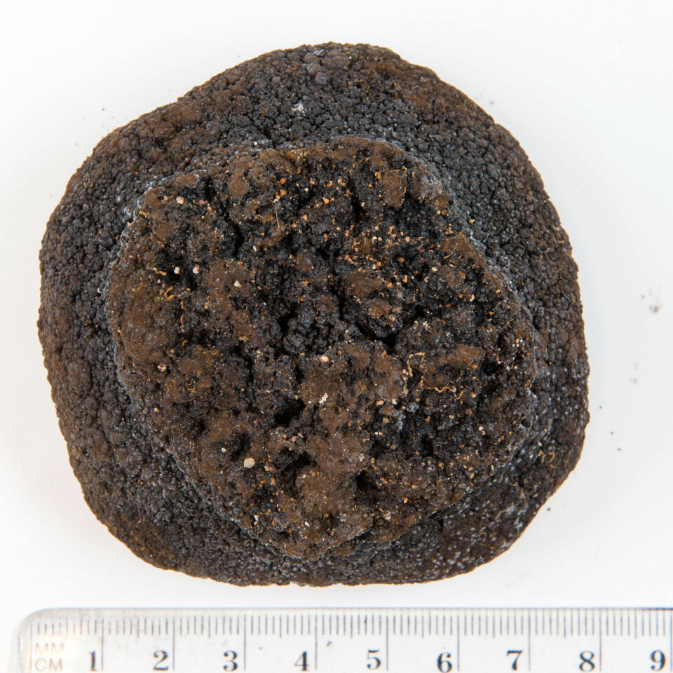 DEKKHISTORIEN: Slike klumper med mineraler var USA offisielt på jakt etter. De små nodulerne med verdifulle mineraler lå på hav bunnen.