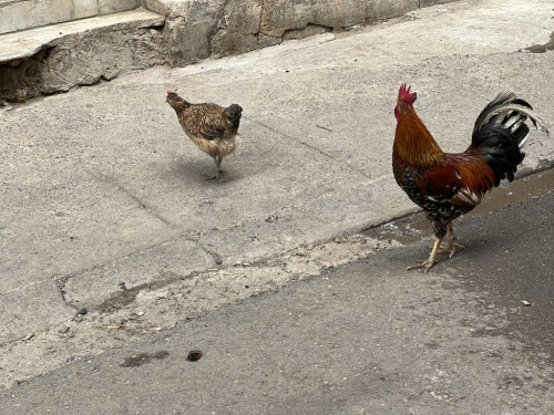 <b>IKKE UVANLIG:</b> Høner og haner går gjerne omkring i gatene i Havanna.