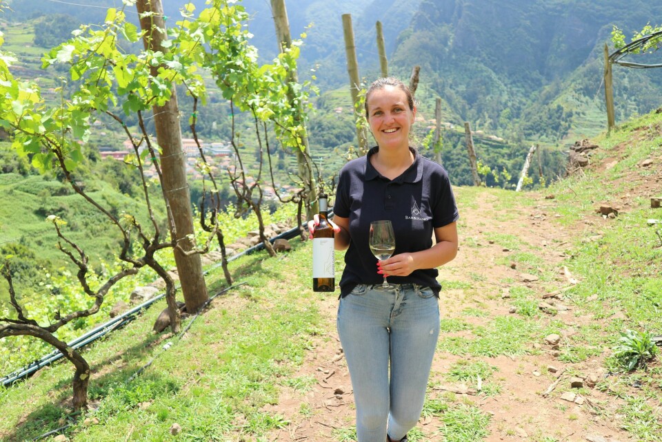 SATSER NYTT: En ny generasjon vinprodusenter velger bort den tradisjonelle Madeira-vinen, og satser heller på røde og hvite viner samt rosé. Vinene preges av ung alder (vin har godt av lagring), men kvaliteten begynner absolutt å komme seg.