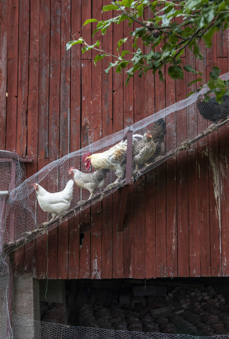 HØNS: Dag Halvor har lagd en praktisk tunell fra hønsehuset og ut i hønsegården.