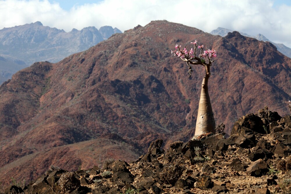 På Sokotra-øya finner man ørkenrosen, også kjent som flasketre.
