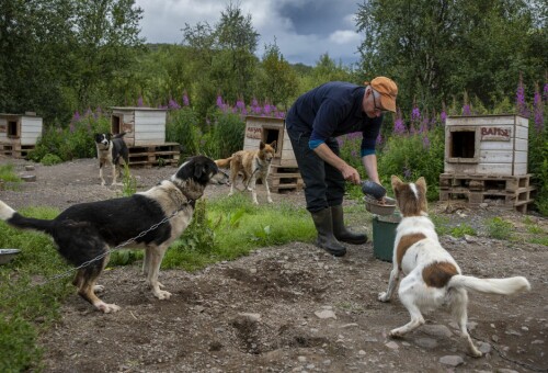 <b>LIV I LEIREN:</b> 26 hunder har Tom på hytta. − Det startet som en hobby, men nå er faktisk hundekjøring også blitt en hyggelig inntektskilde, forteller han og priser natur og årstidene her langt nord i Norge.