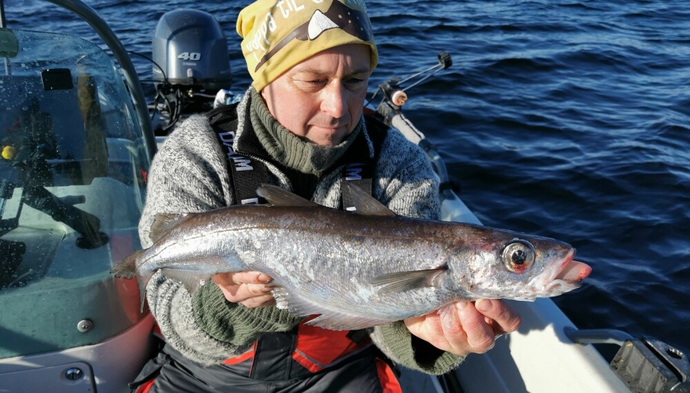 Kolmule (Micromesistius poutassou) Villmarksliv