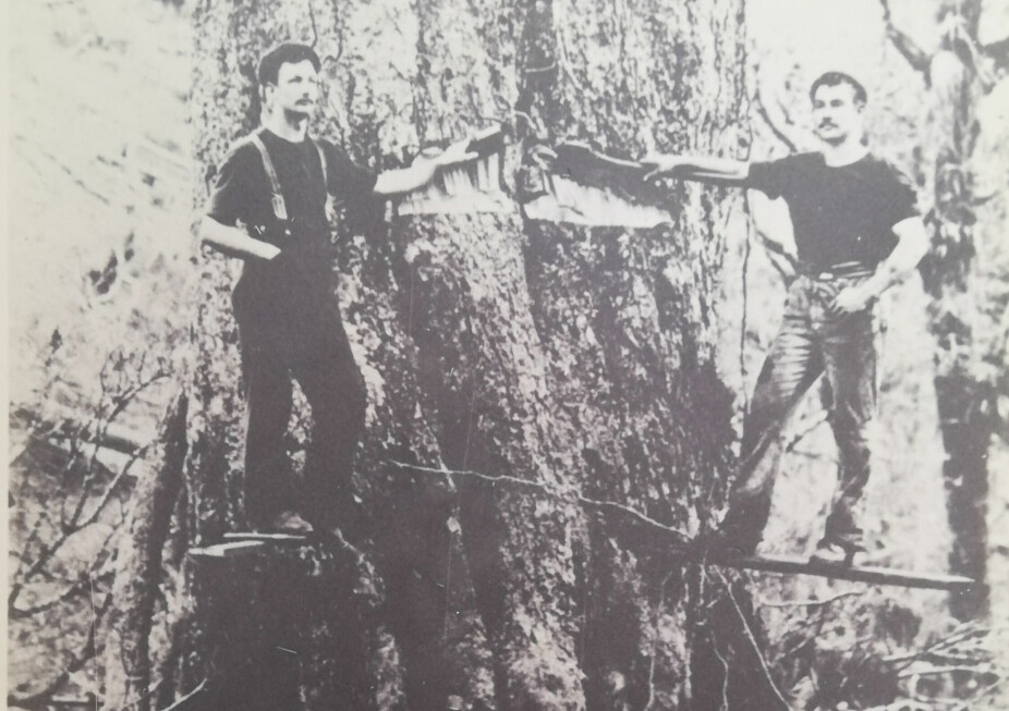 <b>KJEMPETRE:</b> John Andersen til venstre, og Tommy Hansen ble små i møtet med den newzealandske «seven mile bush.»
