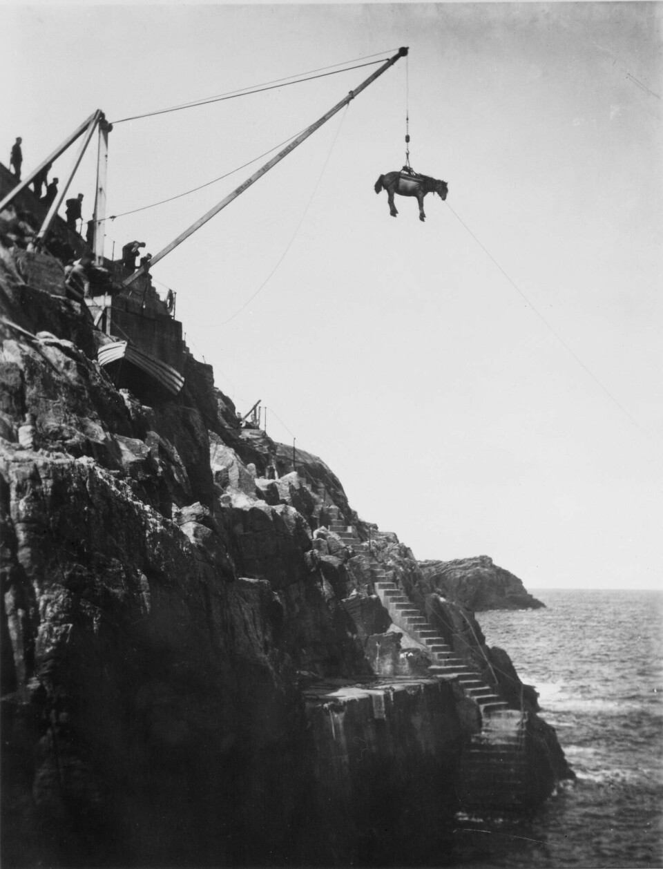 FLYVENDE HEST: Under bygging av fyret på Elean Mor måtte hester heises i land med kran. Alternativer til å få trekkdyr i land fantes ikke.