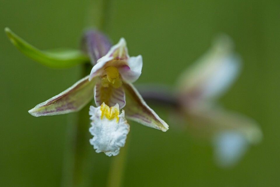 MYRFLANGRE: En av våre sjeldne orkidéarter.