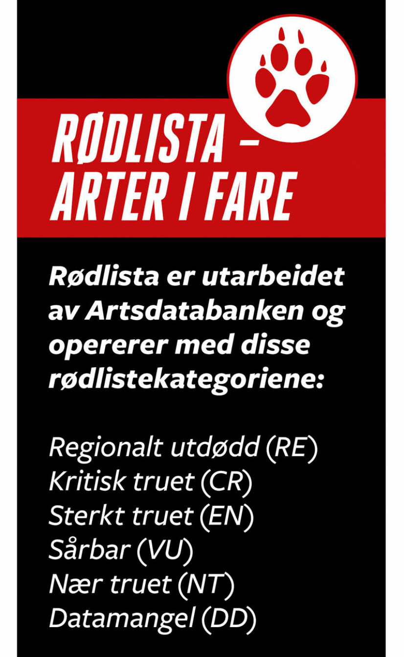 Visste du at det vokser orkideer i Norge? Nå står den vakreste i fare for å bli utryddet