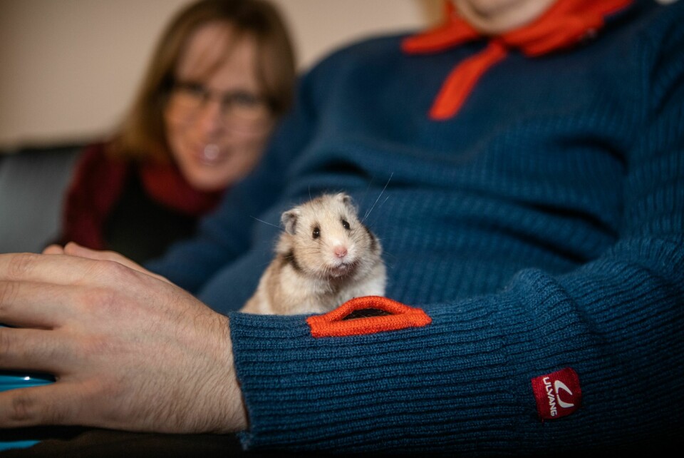 NYTT FAMILIEMEDLEM: Hamsteren de to skaffet seg tidligere i år, er et kjærkomment medlem i familien.