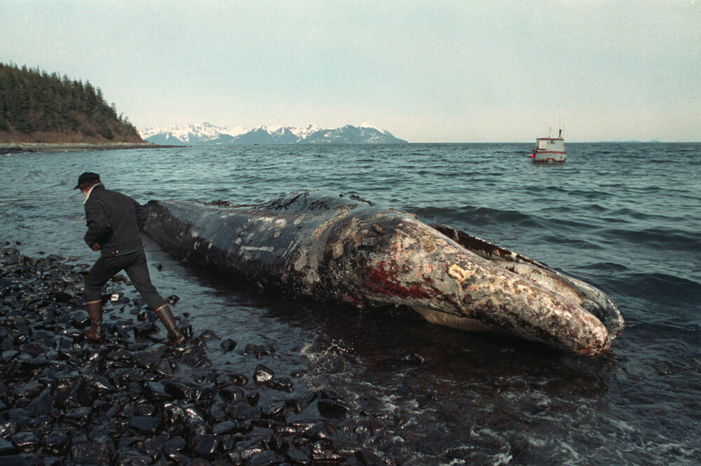 <b>KATASTROFE:</b> En lokal fisker ved siden av en død hval og et oljedekket Prins Williamsund.