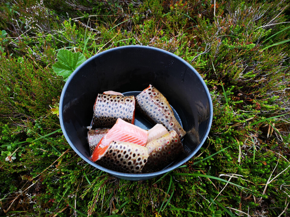NATURENS SPISKAMMER: Det ble fortært mye fisk i løpet av turen.