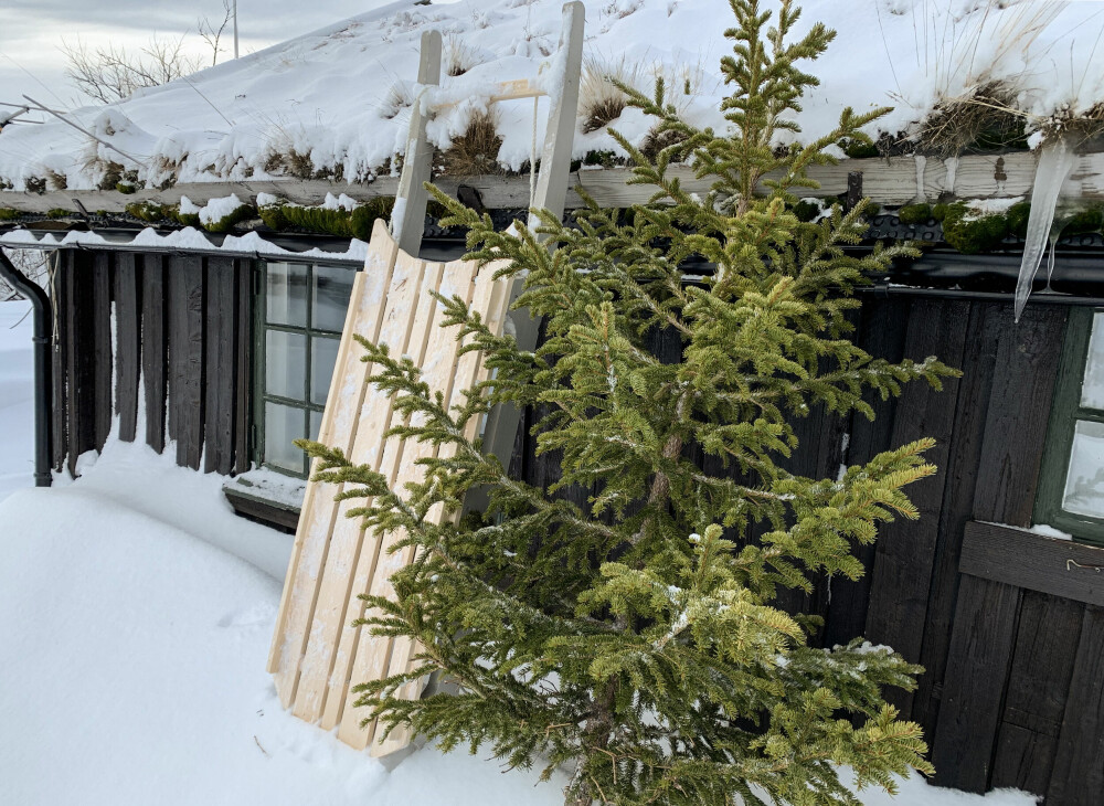 LA TREET HVILE UTE: Ikke ta juletreet rett inn. Det bør friseres og akklimatiseres før det får sin endelige plassering i stua.