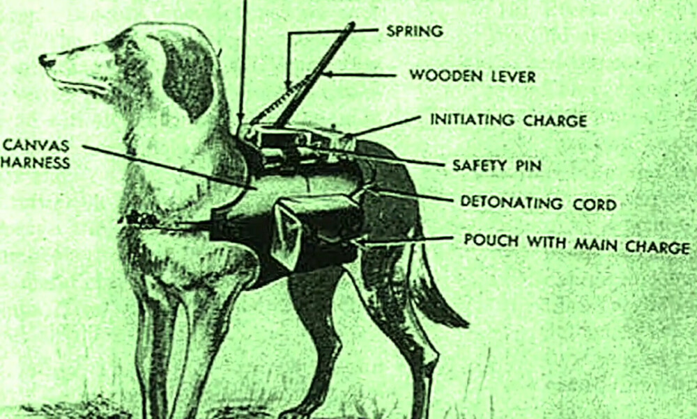 <b>SELVMORDSHUNDER:</b> Sovjet ønsket å sende hunder med spreng­ladninger under fiendens stridsvogner.