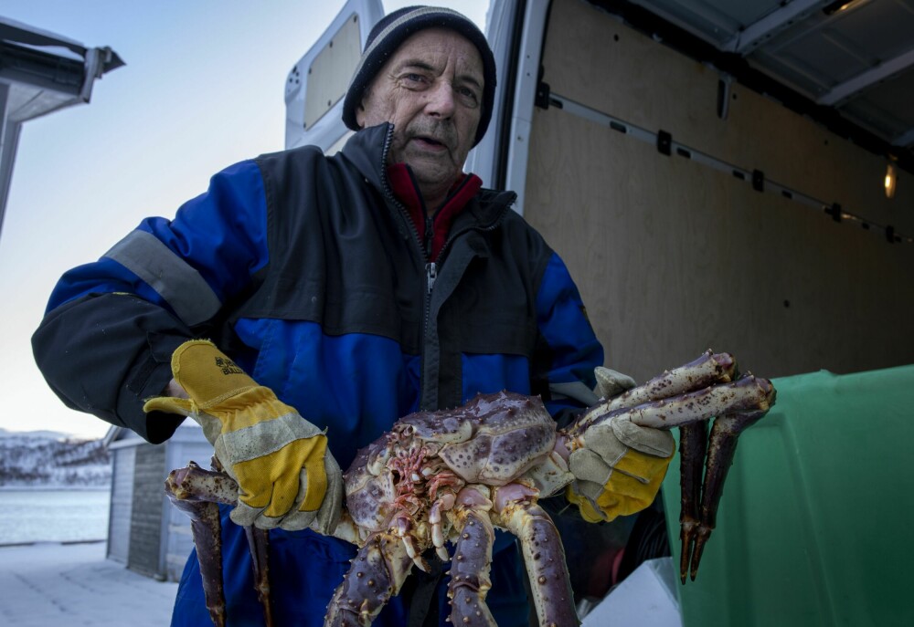 <b>GAMLE KNEP:</b> − Jeg fisket krabber en stund også, forteller Jan og holder opp en stor kongekrabbe ved fiskemottaket i Vestertana.