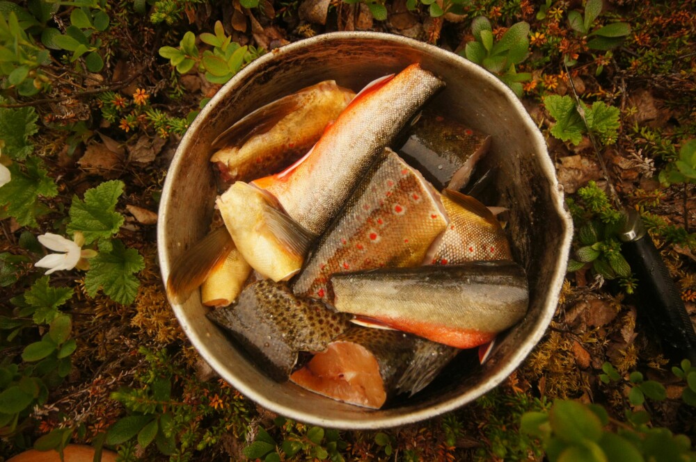 <b>KORTREIST:</b> Vann, salt og fersk ørret og røye blir et herremåltid for en sulten fisker.