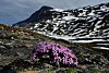 Turtips: Junkerdal Nasjonalpark | Junkerdalen - Villmarksliv