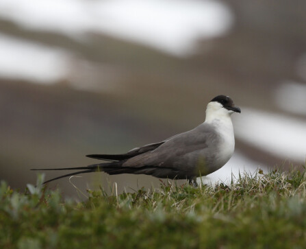 <b>FJELLJO:</b> En Fjelljo tar en pau­se i lyn­gen. Fug­len er en må­ke­fugl som tri­ves godt i år med man­ge små­gna­ge­re.