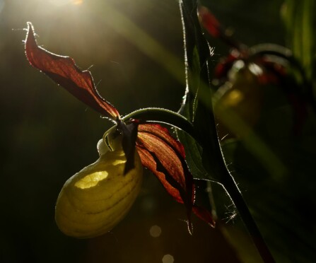 <b>MA­RI­SKO:</b> En flott plan­te i or­ki­dé­fa­mi­li­en.