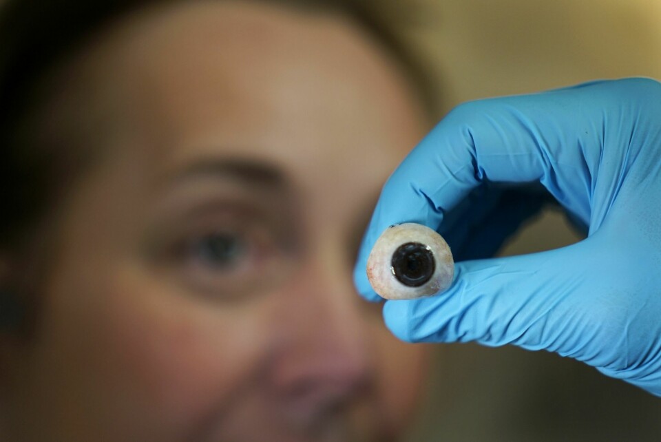 ØYE FOR DETALJER: Øyeprotesene Malene Grip og Simen Hegg Lofstad lager blir en kopi av naturen.