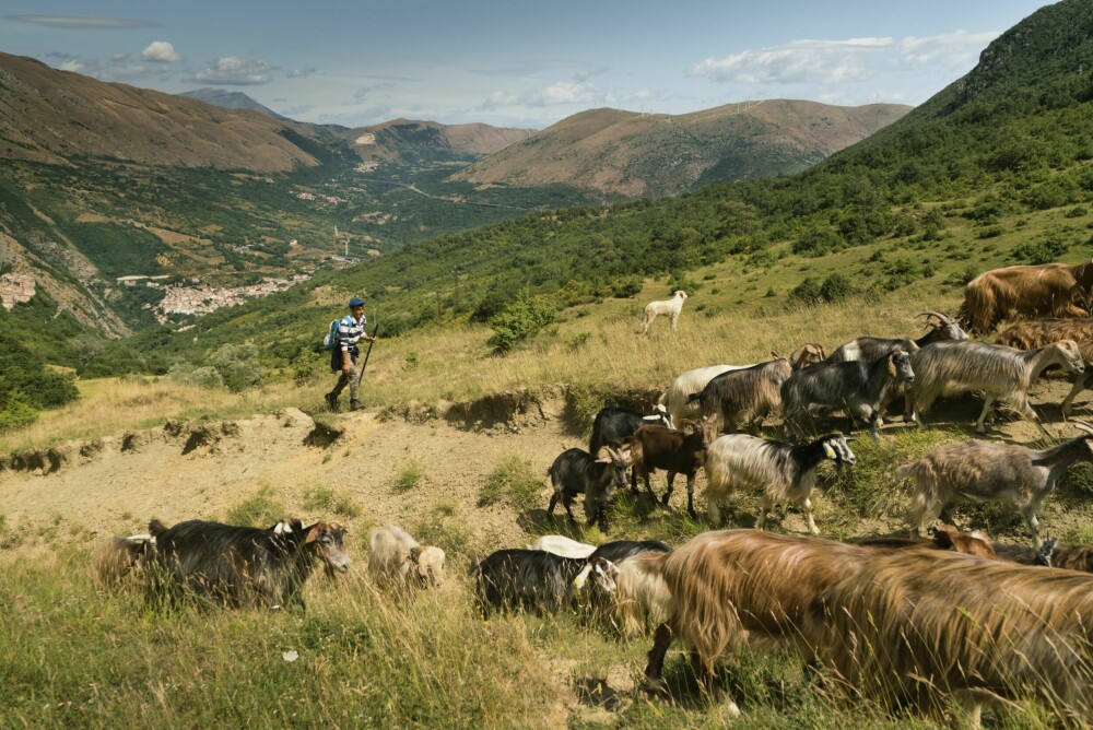 <b>TRADISJON:</b> En gjeter passer på geiter i Abruzzo, noe som ikke er et helt uvanlig syn. Abruzzo er for øvrig kjent for fersk, lokalt produsert mat.
