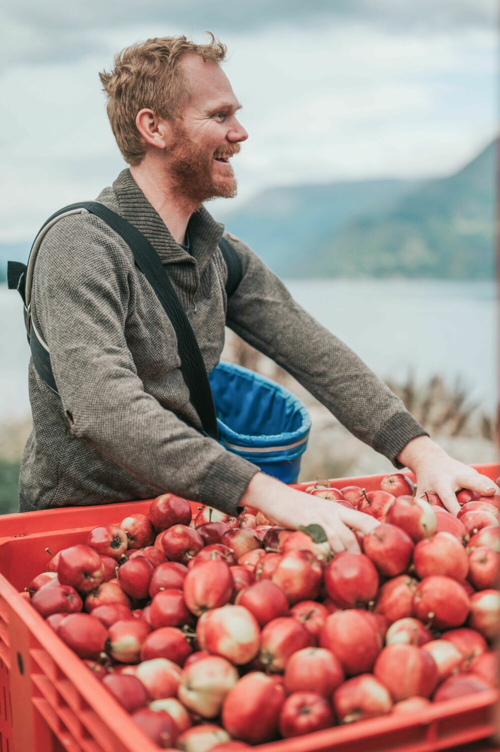 <b>BONDEN:</b> På Bleie har det vært dyrket epler i mange generasjoner, men Olav Bleie er den første som lager sider for kommersielt salg. Her er han i ferd med å høste yndlingseplet «Summerred».