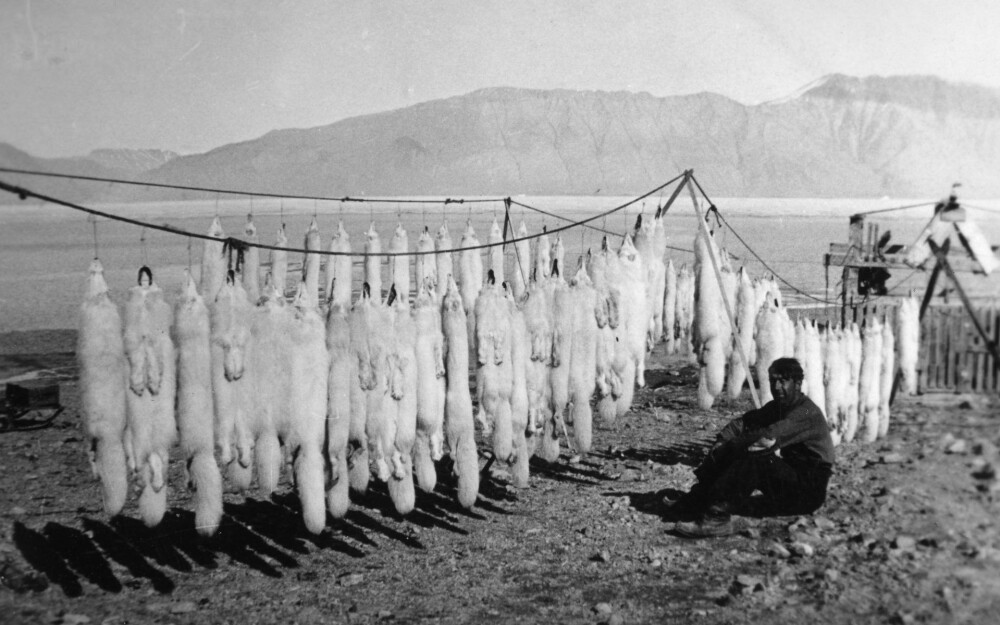<b>JAKTMARKER:</b> Fangstmannen Walter Molt med vinterfangsten 1935. Det ble tatt rundt 1000 polarrever i året på denne tiden, og også mye isbjørn og ulv. De første norske overvintrerne kom til Øst-Grønland i 1908, og ble overrasket over å finne moskus der. 