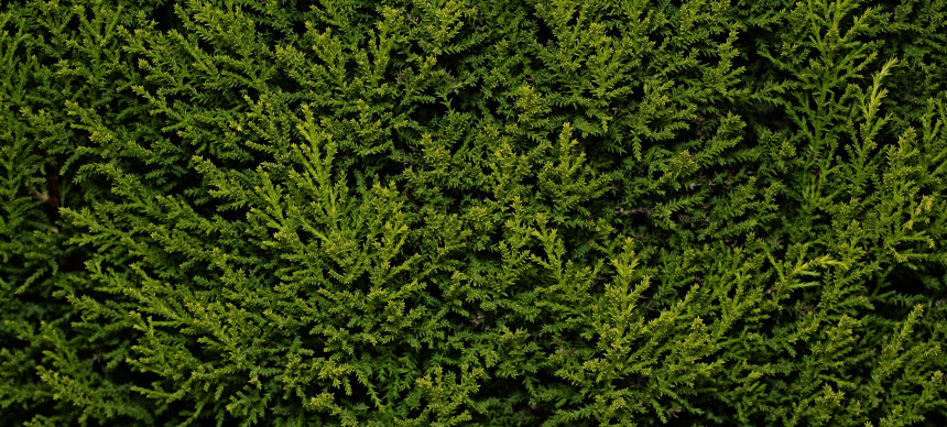 Naboen har plantet hekk inn på vår tomt. Vi vil ikke ha hekk, kan vi be ham fjerne den?