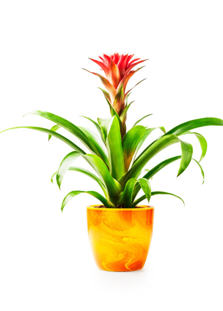 <b>TROPISK:</b> Guzmania, denne tøffe tropiske planten, blomstrer i rosa, rødt, gult eller oransje – og er finfin for absolutt alle.