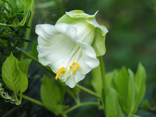 Den nydelige hvite varianten av klokkeranke er litt spinklere i veksten.