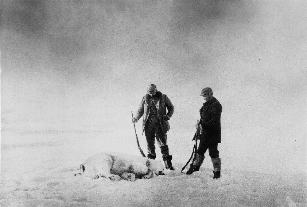 <b>DØDELIG MENY:</b> Under oppholdet på isen skjøt den svenske ekspedisjonen 12–13 isbjørn. Skinnet ble benyttet og kjøttet spist. Innholdet av trikiner i kjøttet kan ha kostet svenskene livet.