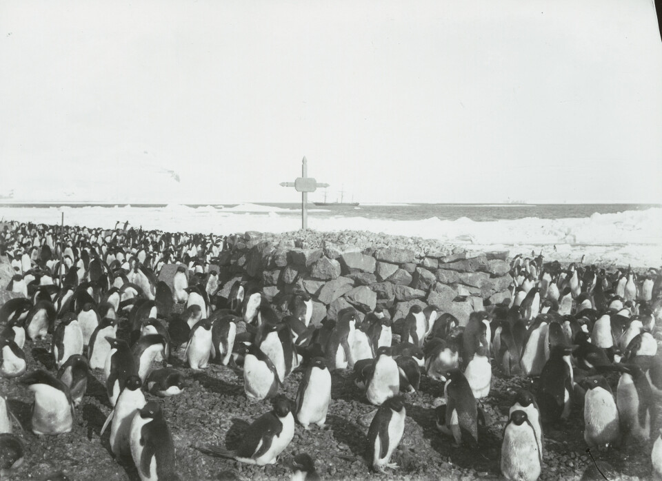 GRAV: Den norske sjømannen Ole Christian Wennersgaard var 20 år gammel da han mønstret på «Antarctic» som matros. Han omkom på Pauletøya i 1903 som følge av hjertefeil, og ble gravlagt der.
