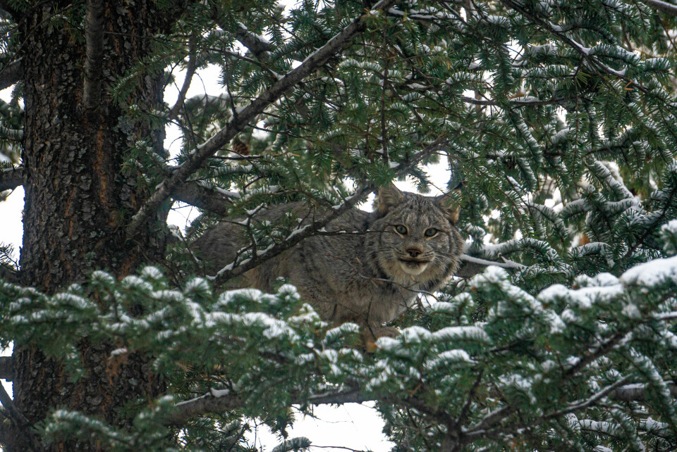 SMARTE: Gaupene kan være veldig vanskelig å spore ettersom de har mange lure triks for å unngå hundene. Men som med alle katter, når hundene tar de igjen blir det fort stopp!
