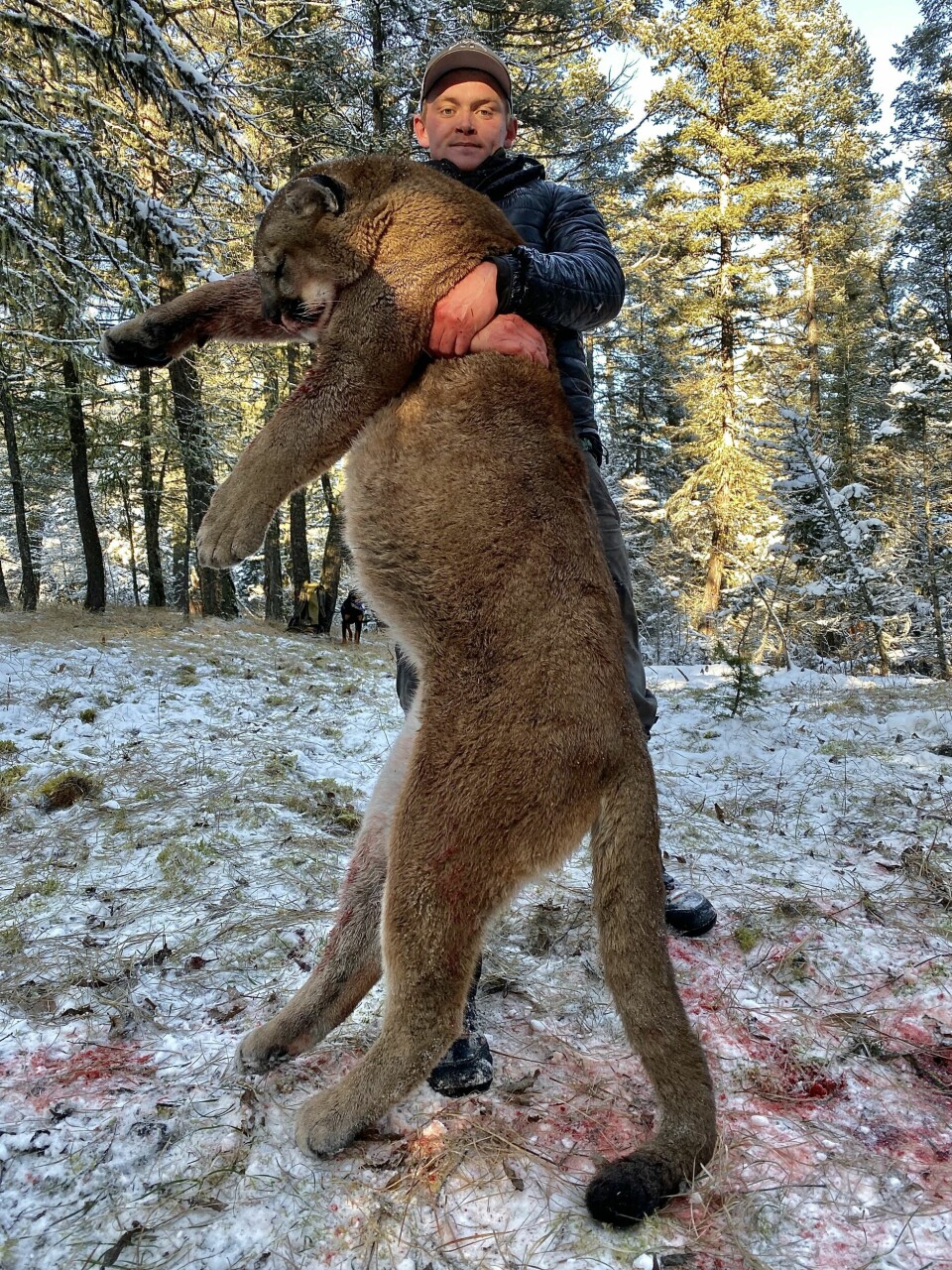 SVÆRING: Enkelte hannpumaer kan bli over 80 kilo tunge. Man slipper aldri kun én hund på en puma.