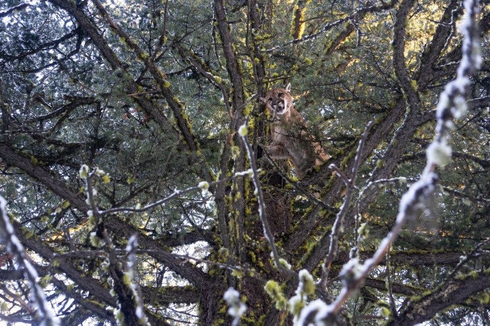 <b>GJEMMESTED:</b> Pu­ma­er fin­ner ofte en stor dou­glas­gran å klat­re opp i. 
